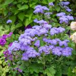 Fleurs - Agératum Roi des Bleus - face recto